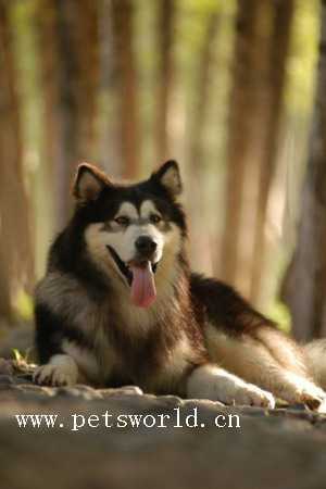 阿拉斯加雪橇犬 Alaskan Malamute