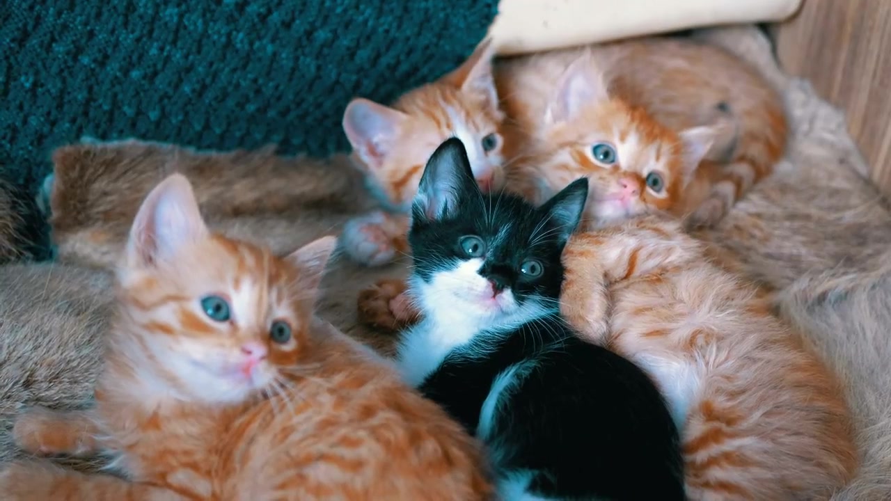 躺着的猫咪